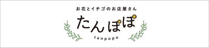 たんぽぽ
